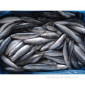 Seining leve congelado redondo Scad Trachurus Horse Mackerel